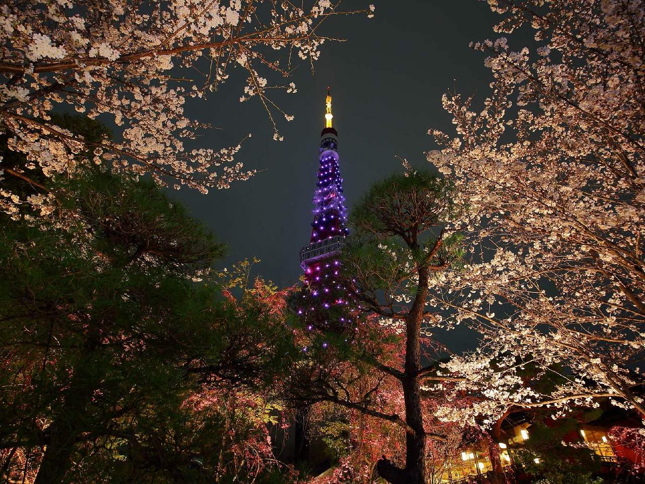 桜壁紙 桜のある風景 夜桜 13